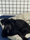 adoptable Dog in chico, CA named POLARIS