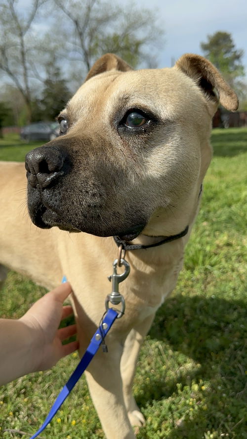 picture of the dog needing adoption