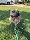 adoptable Dog in Chico, CA named RUBBLE