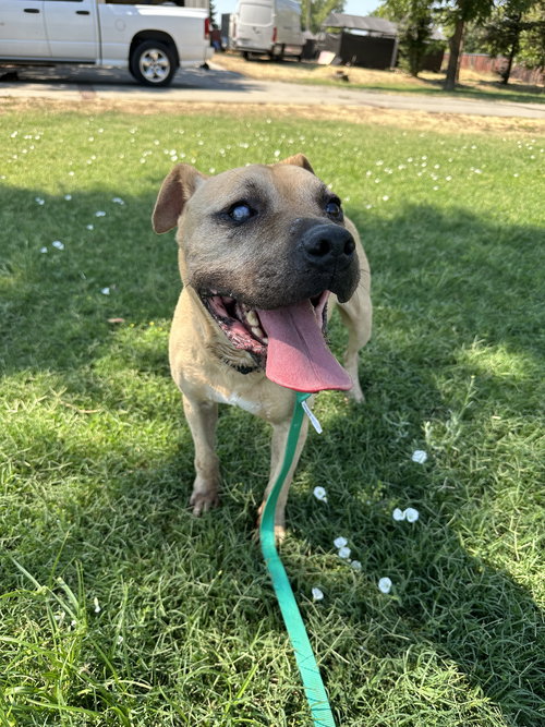 RUBBLE - Pit Bull Terrier available for adoption