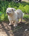 adoptable Dog in chico, CA named SANDERS