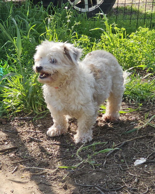 picture of the dog needing adoption