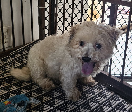 SANDERS - Poodle (Miniature) / Maltese available for adoption