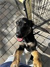 adoptable Dog in chico, CA named ROMEO