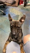 adoptable Dog in chico, CA named MISSY