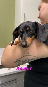 adoptable Dog in chico, CA named AGNUS