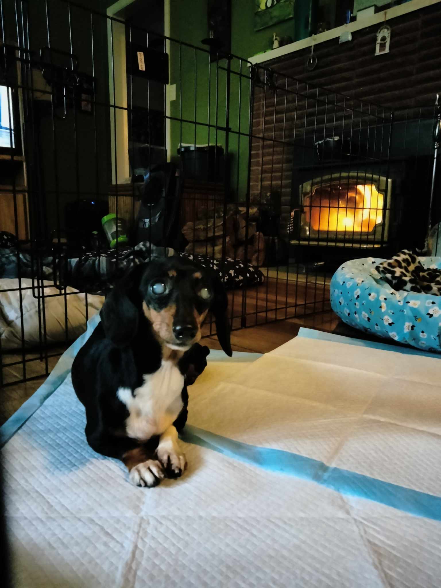 adoptable Dog in Chico, CA named AGNUS