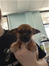 adoptable Dog in chico, ca, CA named CAMILA