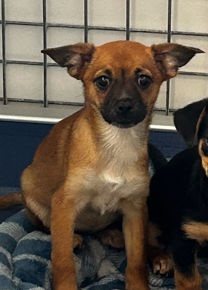 adoptable Dog in Chico, CA named CAMILA