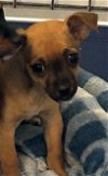 adoptable Dog in chico, CA named NYLAH