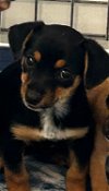 adoptable Dog in chico, CA named SELENA