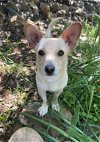 adoptable Dog in chico, CA named HONEY