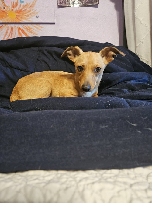 CHIQUITA - Chihuahua / Dachshund available for adoption