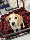 adoptable Dog in chico, CA named Lemon Cake