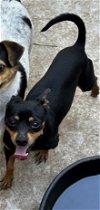 adoptable Dog in chico, CA named STRIPES
