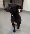 adoptable Dog in chico, CA named RUBERT
