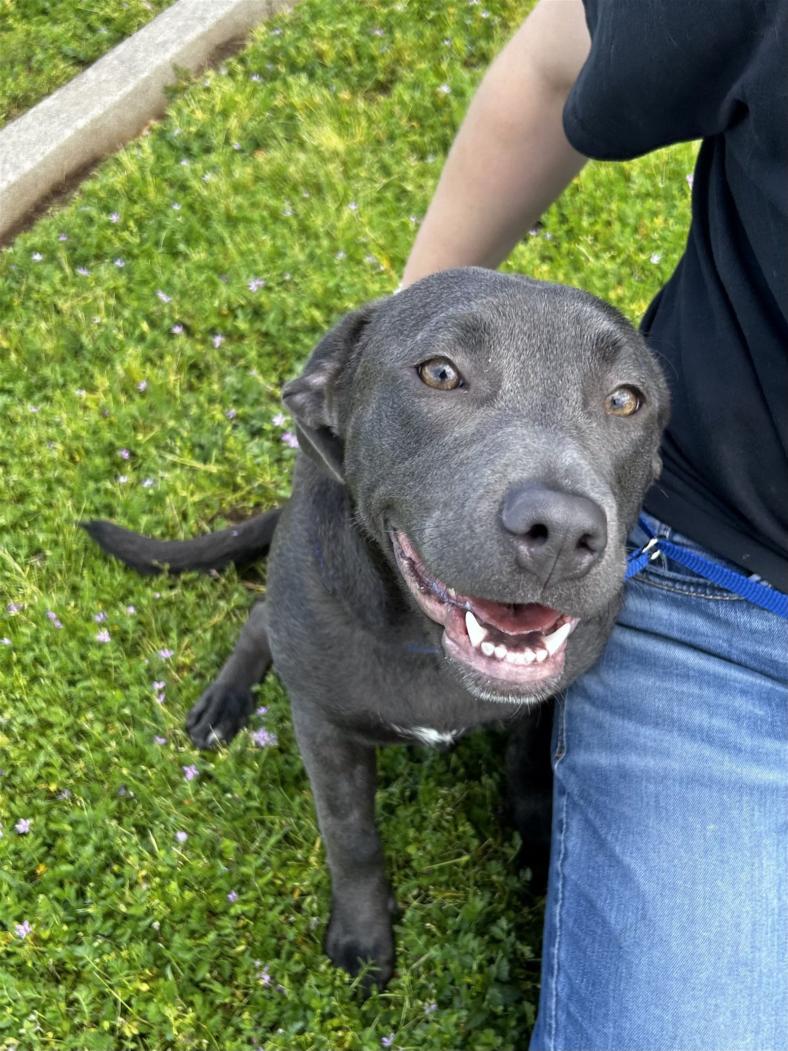 adoptable Dog in Chico, CA named DARCY