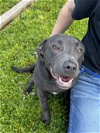 adoptable Dog in chico, CA named DARCY
