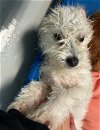 adoptable Dog in chico, CA named CORBIN
