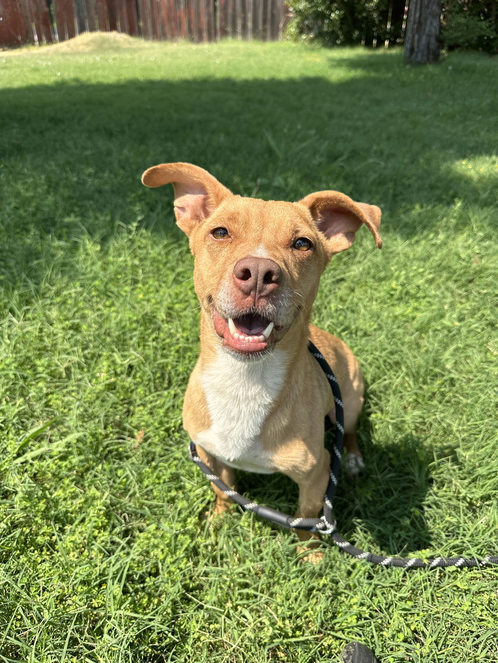 adoptable Dog in Chico, CA named FREDRICK