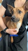 adoptable Dog in chico, CA named HUBERT