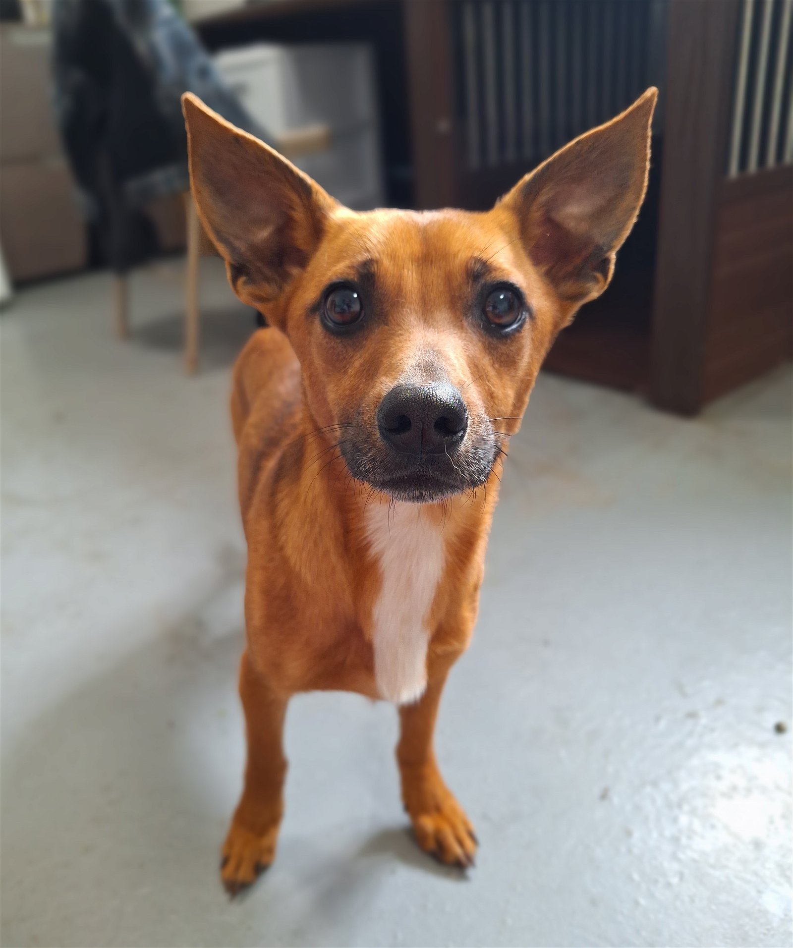 adoptable Dog in Chico, CA named HUBERT
