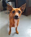 adoptable Dog in chico, CA named HUBERT