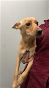 adoptable Dog in chico, CA named SERAPHINA