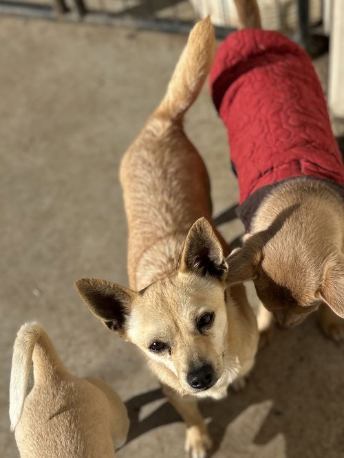 picture of the dog needing adoption