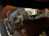 adoptable Cat in chico, CA named Banana (Faye)