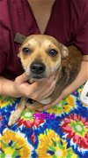adoptable Dog in chico, CA named AIMEE