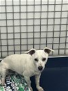 adoptable Dog in chico, CA named AMOUR