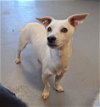 adoptable Dog in chico, CA named AMOUR