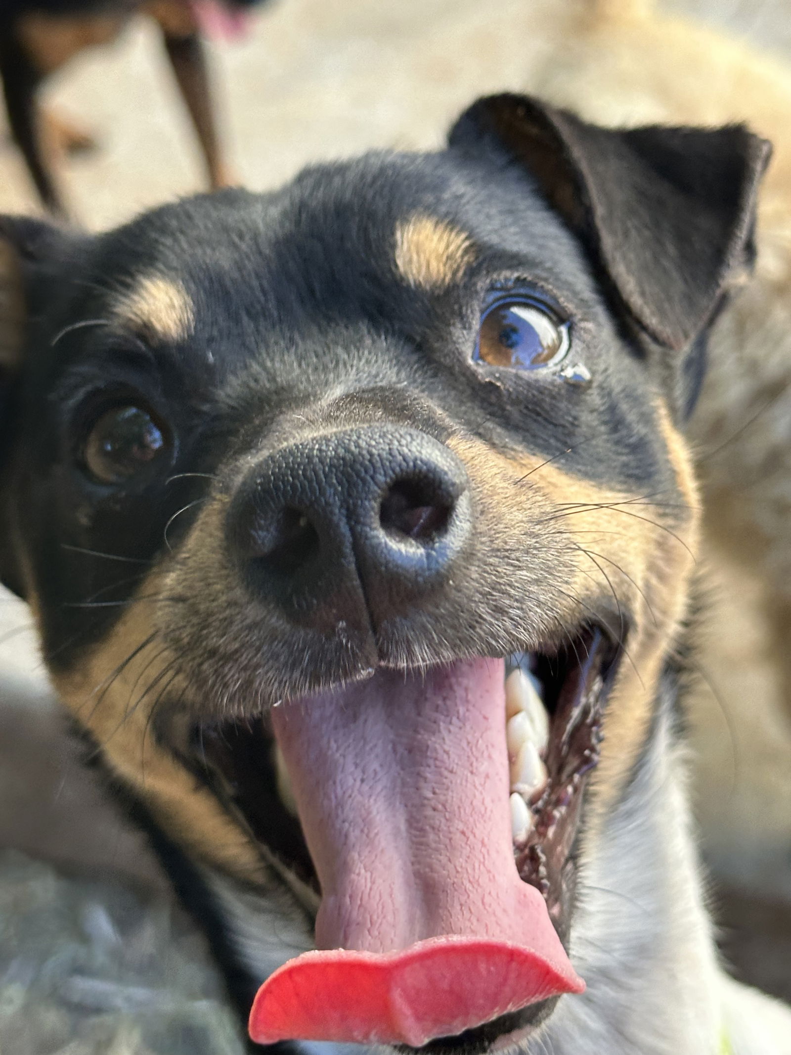 adoptable Dog in Chico, CA named AUBERGINE