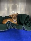 adoptable Dog in chico, CA named Mender