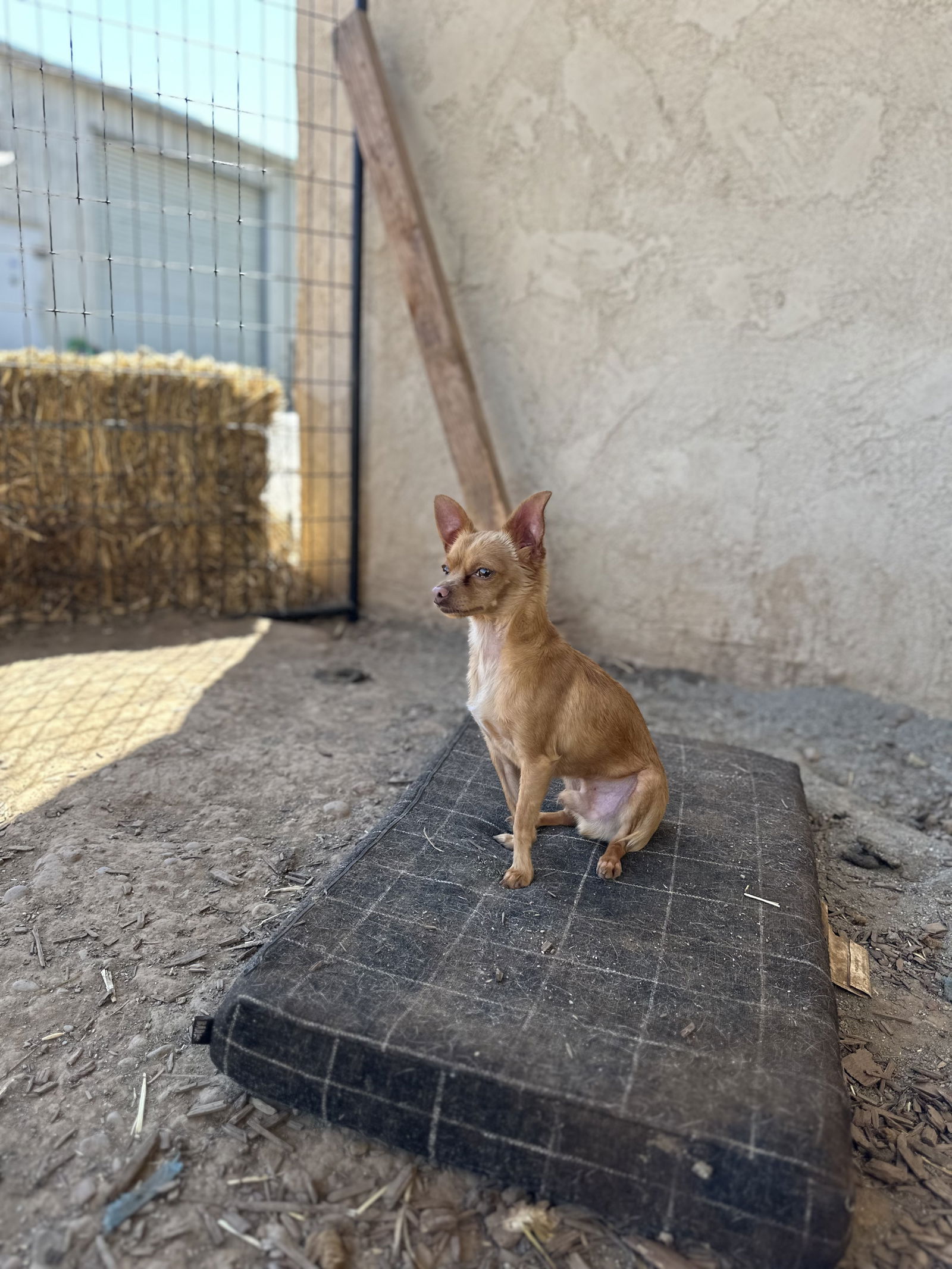 adoptable Dog in Chico, CA named Mender