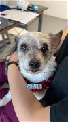 adoptable Dog in chico, CA named JACKFRUIT