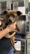 adoptable Dog in chico, CA named GRACIE