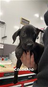 adoptable Dog in chico, CA named COLORADO