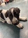 adoptable Dog in chico, CA named ELEANOR