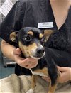 adoptable Dog in chico, CA named LOUIS K