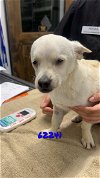 adoptable Dog in chico, CA named TEDDIE