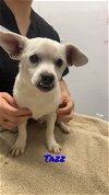 adoptable Dog in chico, CA named TAZZ