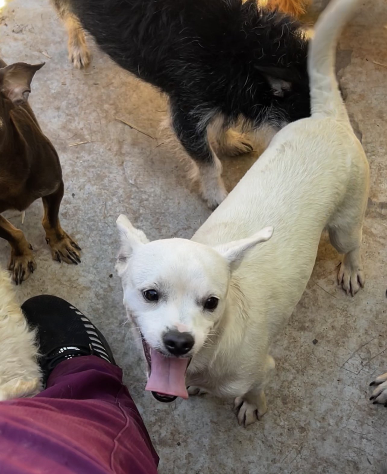 adoptable Dog in Chico, CA named TAZZ