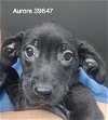 adoptable Dog in chico, CA named Aurora