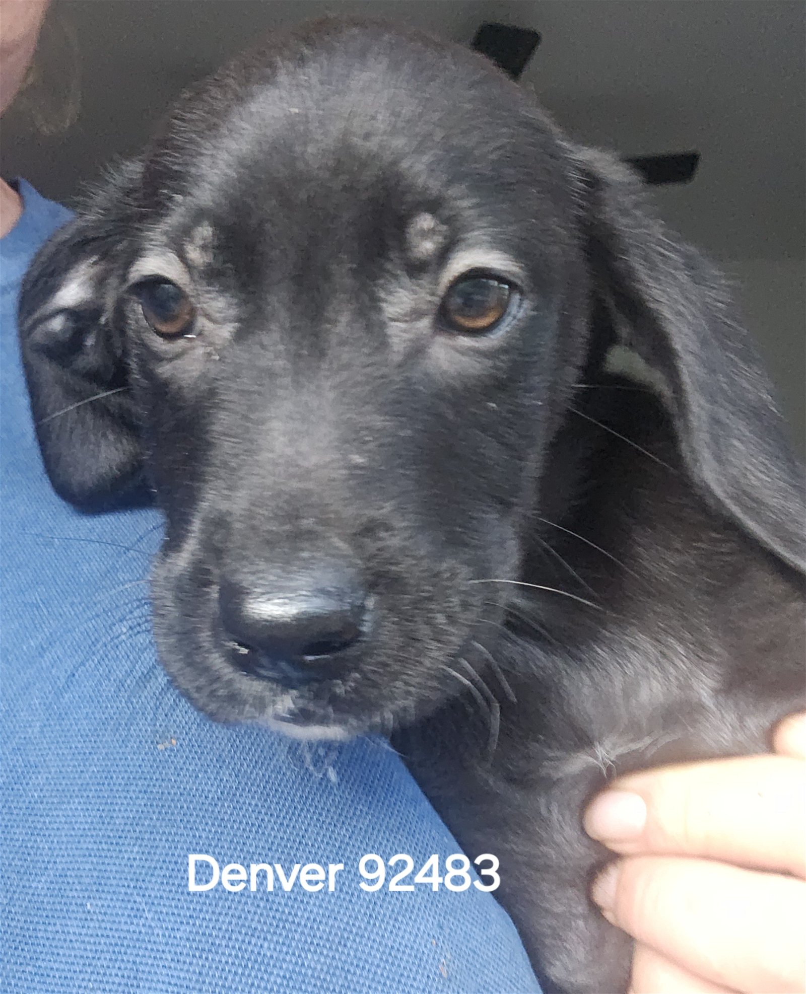 adoptable Dog in Chico, CA named Denver