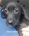 adoptable Dog in chico, CA named Denver