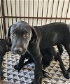 adoptable Dog in  named Denver