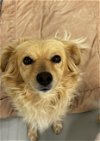 adoptable Dog in chico, CA named JIMMY DEAN
