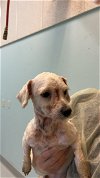 adoptable Dog in chico, CA named Tati